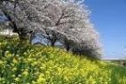 桜と菜の花の写真